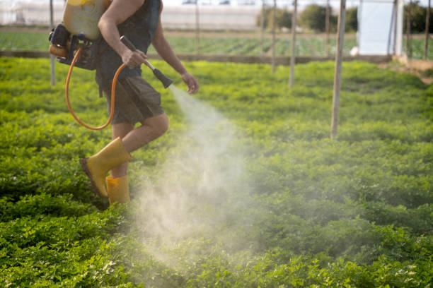 Best Affordable Pest Control Services  in Immokalee, FL